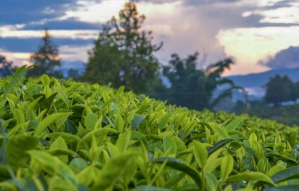 福建十大名茶是指哪十大？