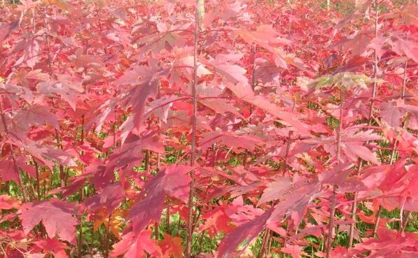 紅楓小苗多少錢(qián)一棵,紅楓小苗多少錢(qián)一棵價(jià)格,紅楓小