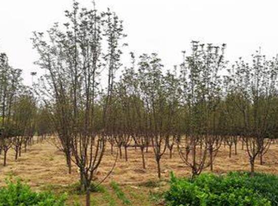 湖南花木基地哪個(gè)苗圃基地的綠化苗木規(guī)?；揖G化苗木標(biāo)準(zhǔn)化！