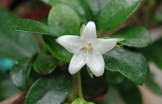 茶在植物學(xué)分類屬于什么科什么屬？