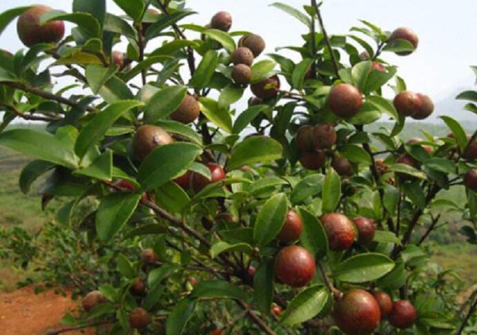 茶油果是啥樣(油茶果百科)