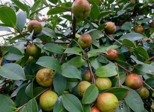 茶油樹產(chǎn)出(油茶樹的產(chǎn)量有多少)