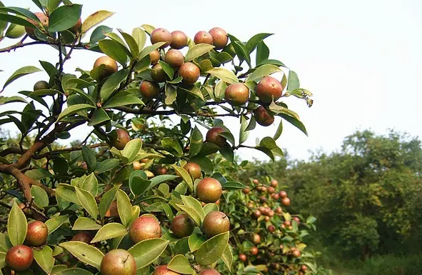 江西贛花茶油(江西贛花茶油有限公司)