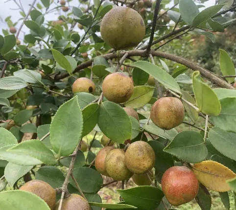 新品種茶油樹(良種油茶樹)