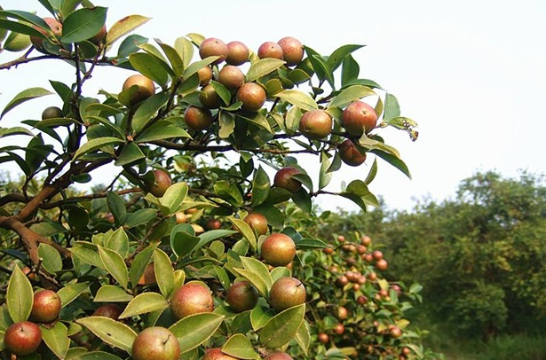 茶油樹百科信息(茶油樹長什么樣子圖片)