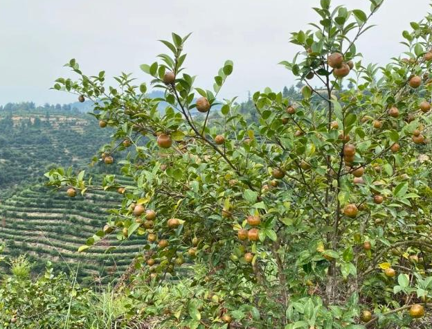 茶油在哪些工廠可以用到(茶油代工)