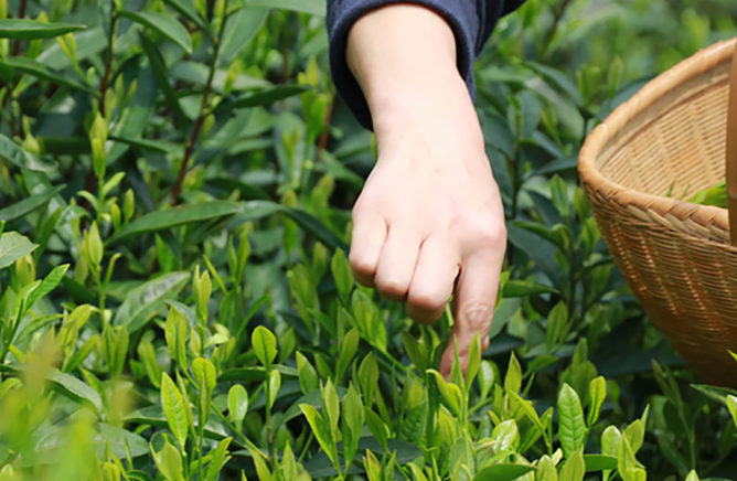 茶葉采摘季是什么時候(茶葉一般幾月份采摘)