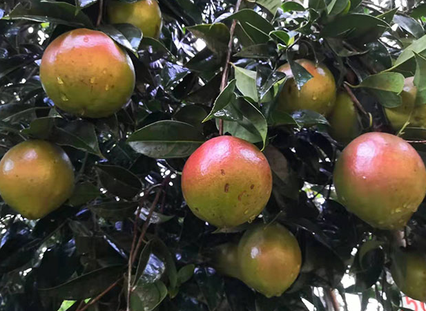 上山茶油樹(shù)圖片大全(山茶油的茶樹(shù)是什么樣)