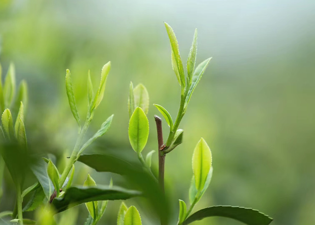 龍井茶葉簡(jiǎn)介(龍井茶茶葉)