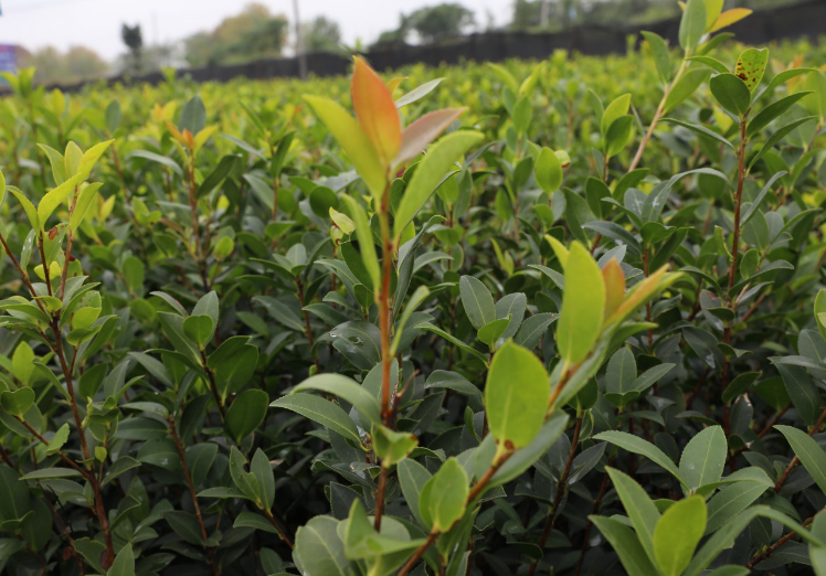 茶油新品種(全國油茶主推品種目錄)