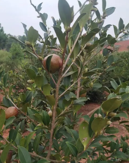 產(chǎn)茶油量高的茶樹(shù)品種