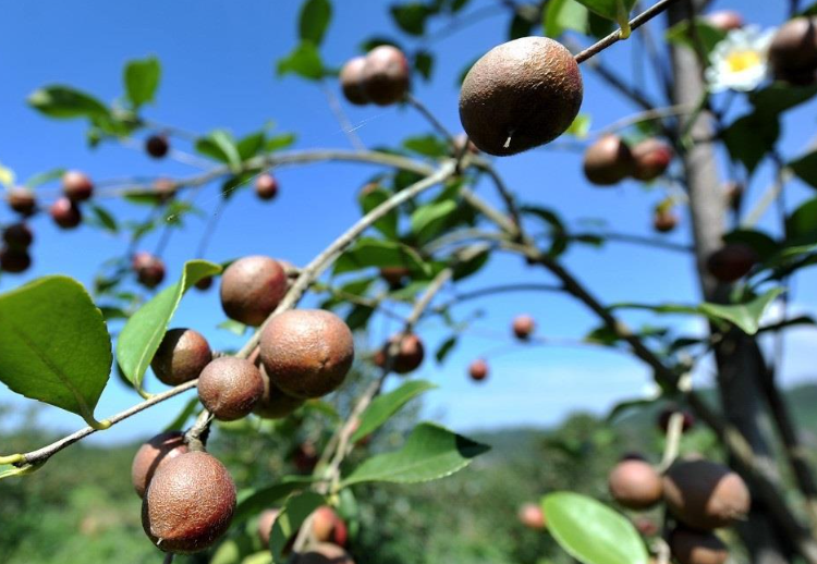 浙江最大的茶油樹(shù)品種