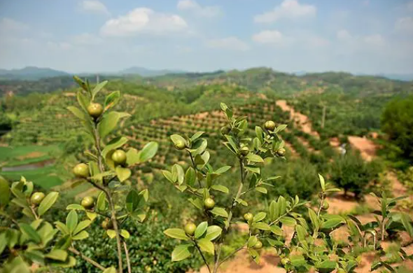 茶油種植的地區(qū)