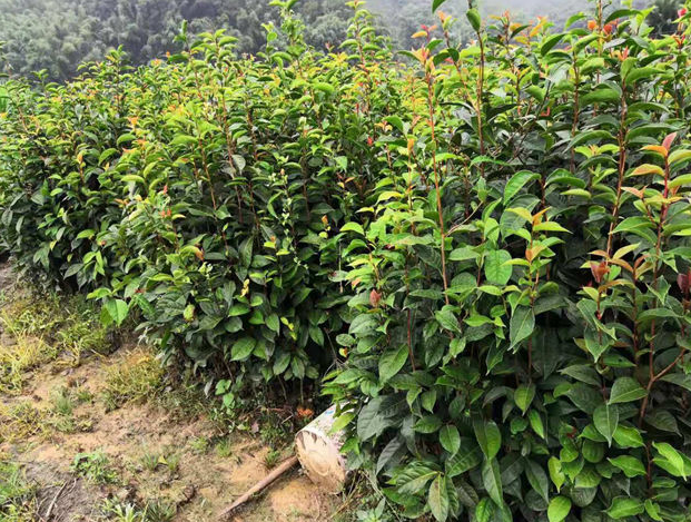 茶油果樹苗價格