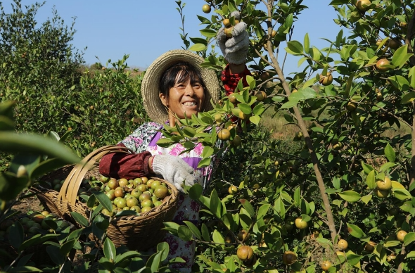 油茶籽的采摘時間