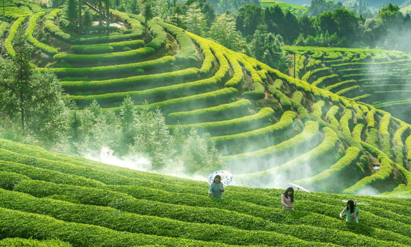 茶葉種植基地