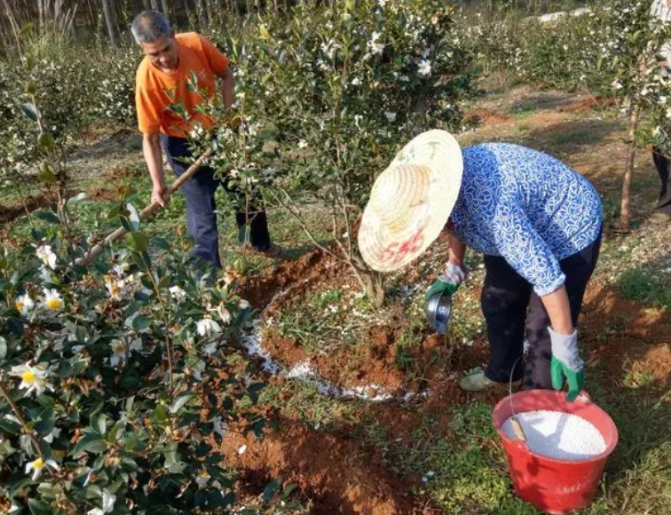 茶油樹施肥