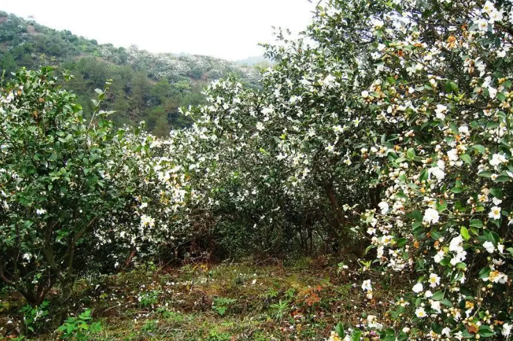 油茶生產基地有哪些