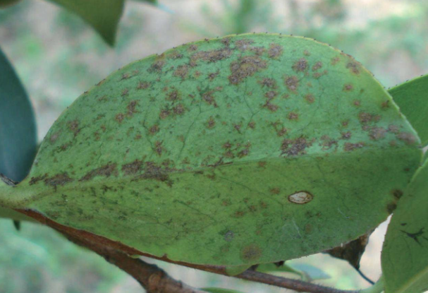 寧鄉(xiāng)茶油樹種植技術(shù)