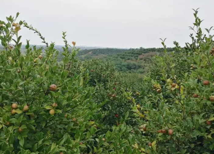 油茶渾身是寶，為什么種植油茶的人少之又少？