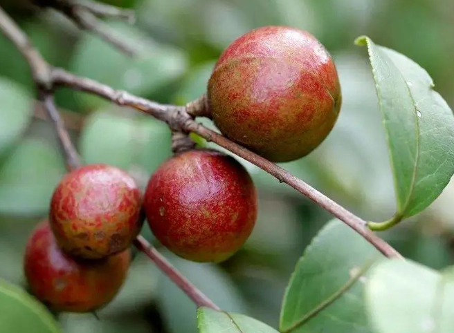 三亞油茶種植“添綠增金”