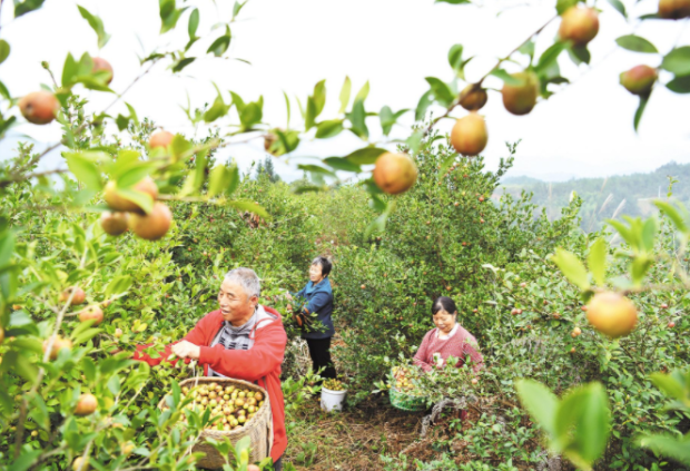 中國有一種“山茶油”，驚艷了全世界！