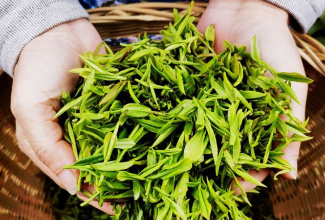 茅山春茶陸續(xù)進入采摘期