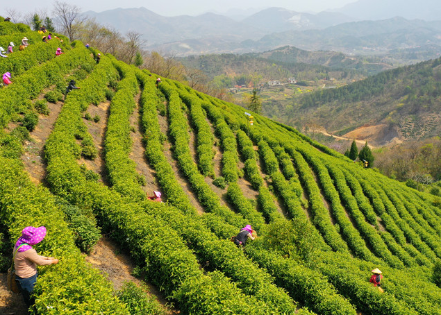 商城縣：20余萬(wàn)畝高山茶已全面進(jìn)入采摘期