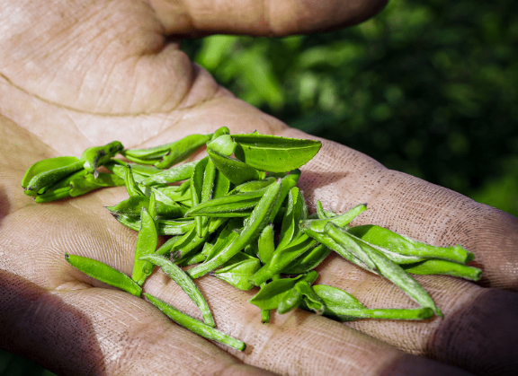 江蘇鎮(zhèn)江丹徒上黨鎮(zhèn)：近日茶園綠意濃，茶葉采摘忙