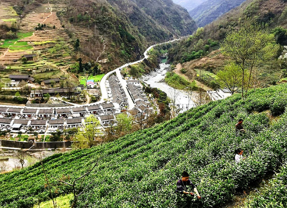 陽壩鎮(zhèn)茶葉采摘加工體驗(yàn)基地正式開放啦！