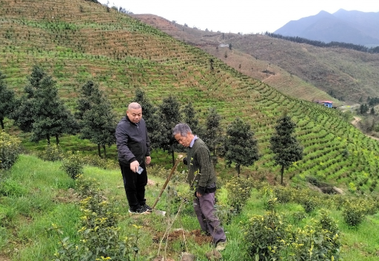 興安縣界首鎮(zhèn)：油茶種植數(shù)字化給鄉(xiāng)村振興添綠增金