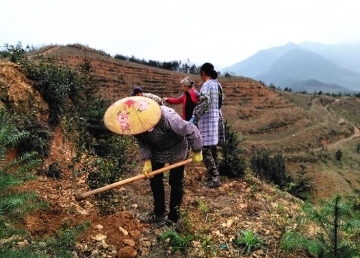 興安縣界首鎮(zhèn)：油茶種植數(shù)字化給鄉(xiāng)村振興添綠增金